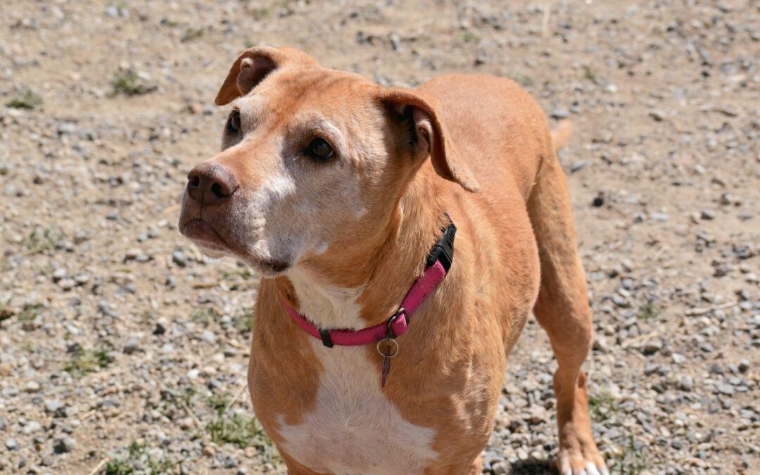 Chelsea – Heart of the Rockies Radio’s Pet of the Week