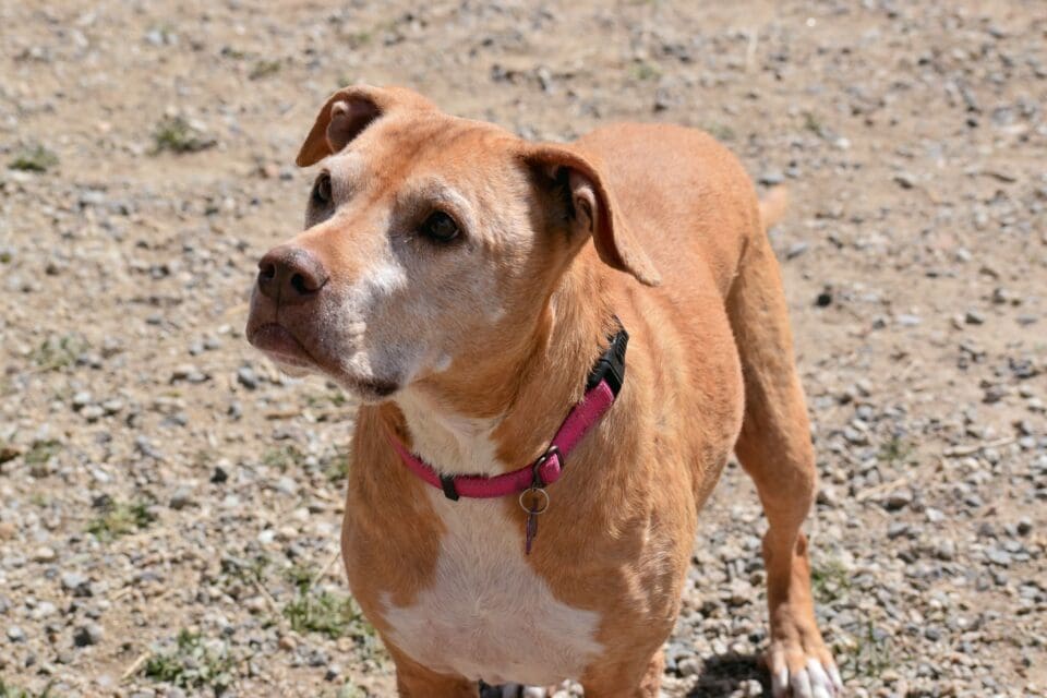 Chelsea – Heart of the Rockies Radio’s Pet of the Week