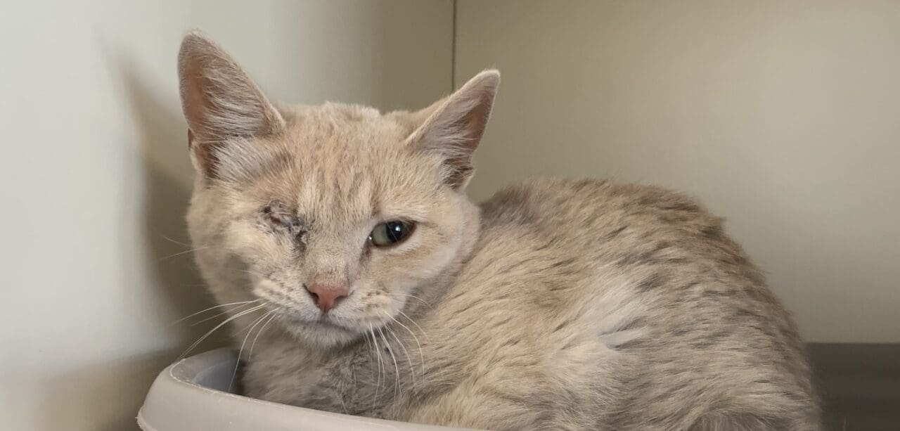 Meet the Heart of the Rockies Pet of the Week: Scout