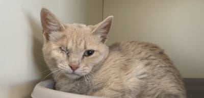 Meet the Heart of the Rockies Pet of the Week: Scout