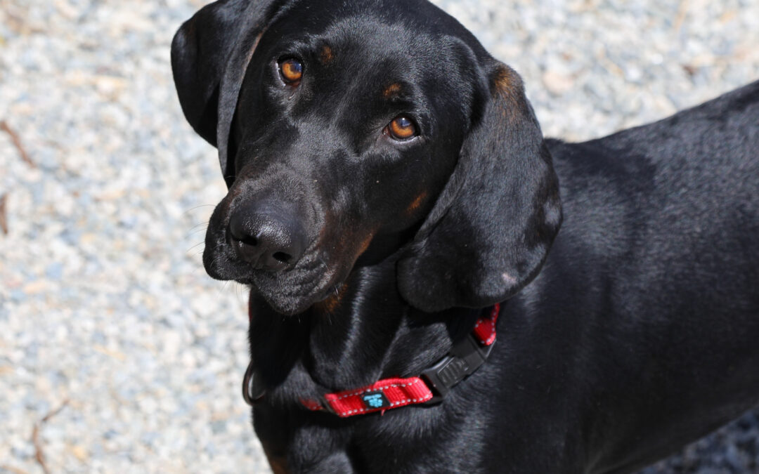 Meet Elvis, Heart of the Rockies Radio Pet of the Week!