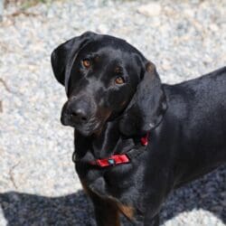 Meet Elvis, Heart of the Rockies Radio Pet of the Week!