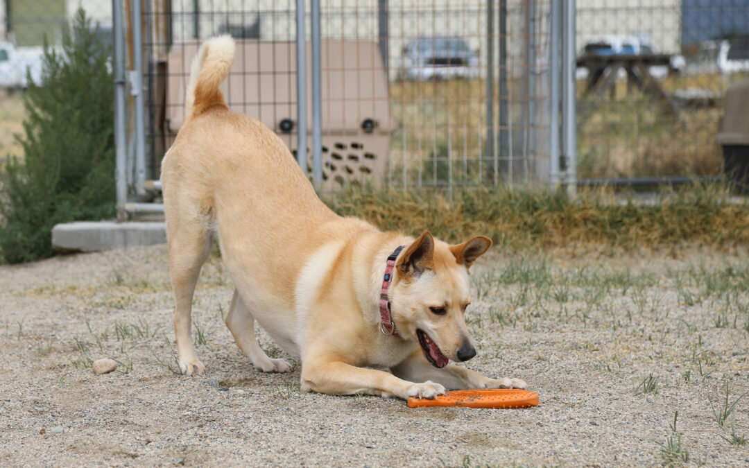 Meet Hannah, Heart of the Rockies Radio Pet of the Week!