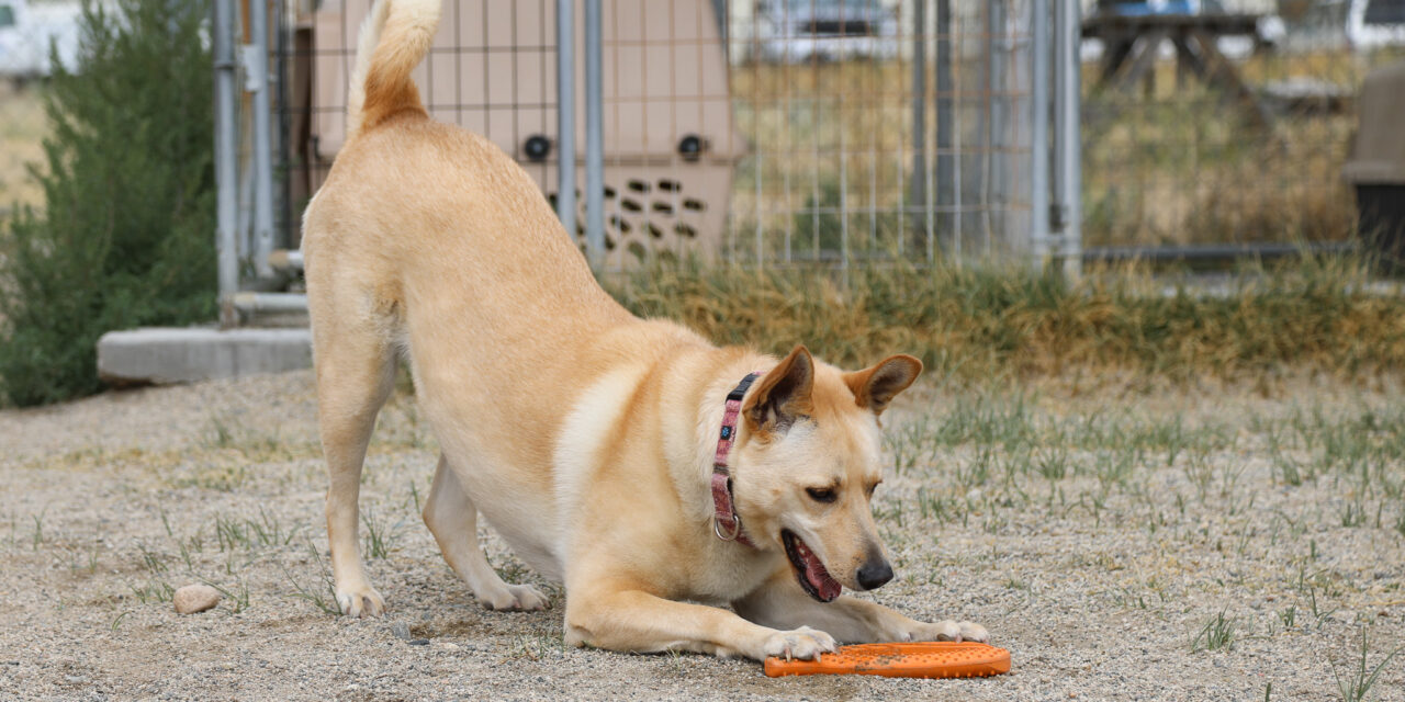 Meet Hannah, Heart of the Rockies Radio Pet of the Week!