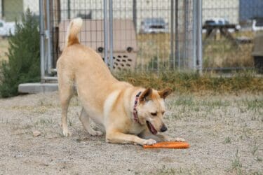 Meet Hannah, Heart of the Rockies Radio Pet of the Week!