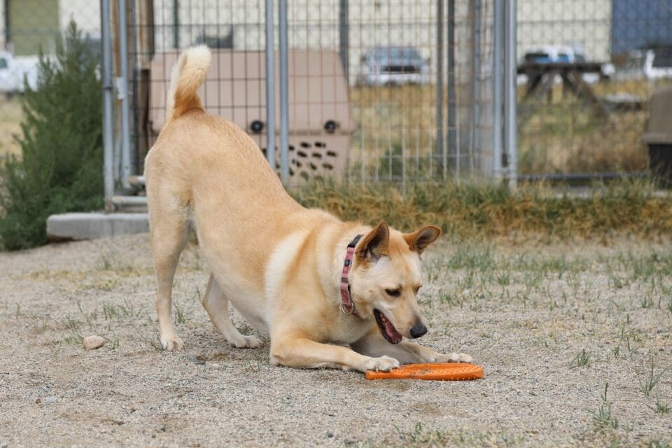 Meet Hannah, Heart of the Rockies Radio Pet of the Week!