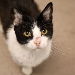 Meet Marbles – Heart of the Rockies Radio Pet of the Week!