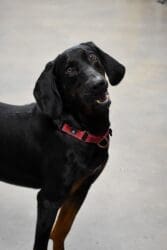 Meet Heart of the Rockies’ Pet of the Week – Elvis!