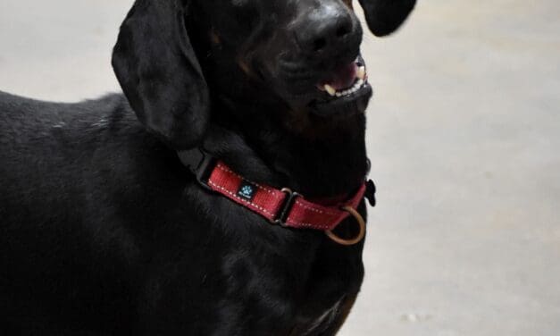 Meet Heart of the Rockies’ Pet of the Week – Elvis!