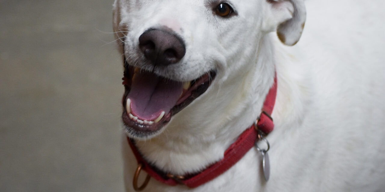 Meet Gage – Heart of the Rockies Pet of the Week!