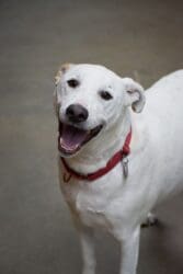 Meet Gage – Heart of the Rockies Pet of the Week!