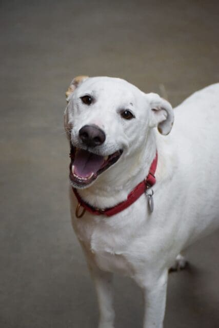 Meet Gage – Heart of the Rockies Pet of the Week!