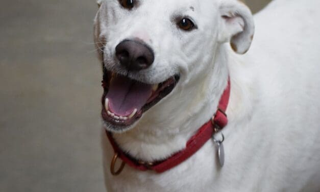 Meet Gage – Heart of the Rockies Pet of the Week!