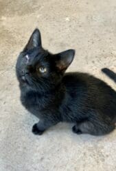 Heart of the Rockies Radio Pet of the Week! Meet Grasshopper