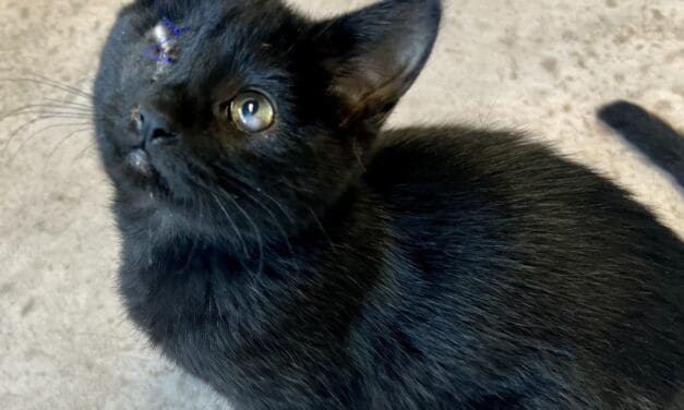 Heart of the Rockies Radio Pet of the Week! Meet Grasshopper