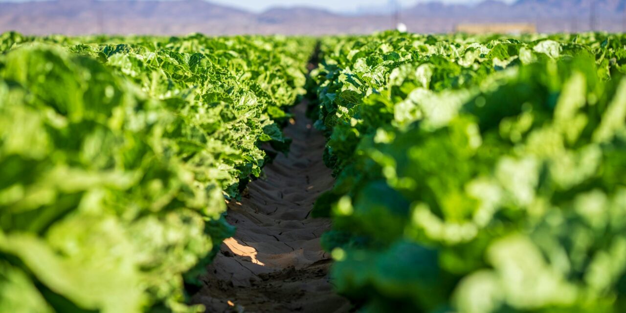 Labor Day and Buena Vista’s Harvest: The Rise and Fall of the Head Lettuce Capital of the World