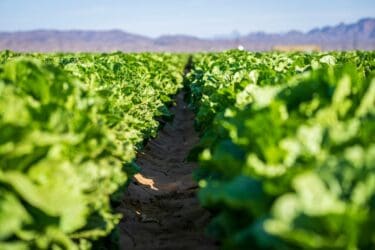 Labor Day and Buena Vista’s Harvest: The Rise and Fall of the Head Lettuce Capital of the World