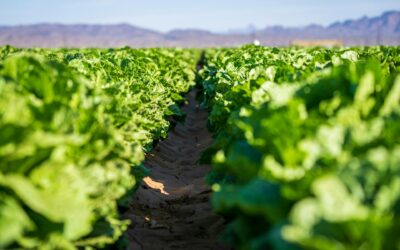 Labor Day and Buena Vista’s Harvest: The Rise and Fall of the Head Lettuce Capital of the World