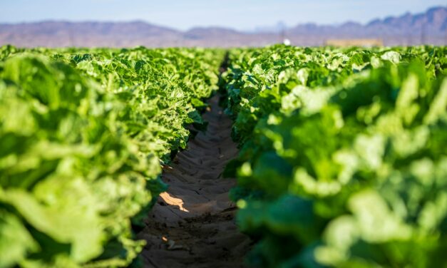 Labor Day and Buena Vista’s Harvest: The Rise and Fall of the Head Lettuce Capital of the World