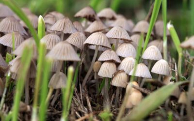 Colorado Finalizes Psilocybin Rules: Healing Centers to Administer Magic Mushrooms in 2025