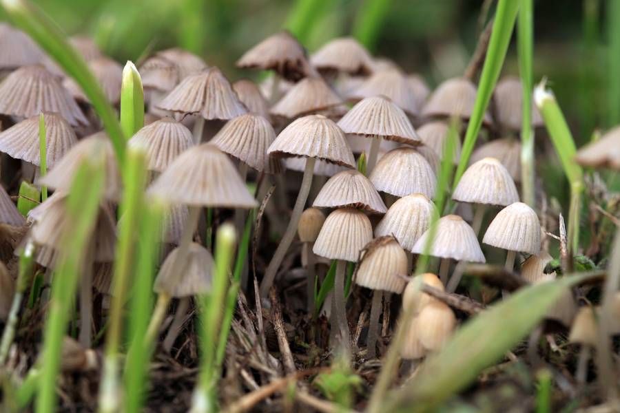 Colorado Finalizes Psilocybin Rules: Healing Centers to Administer Magic Mushrooms in 2025