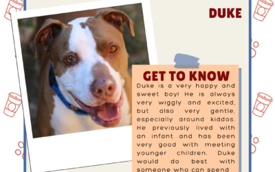 Meet Duke – Heart of the Rockies Radio Pet of the Week!