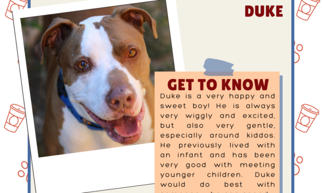 Meet Duke – Heart of the Rockies Radio Pet of the Week!