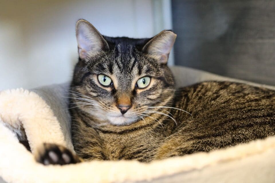 Meet Bean, Heart of the Rockies’ Pet of the Week!