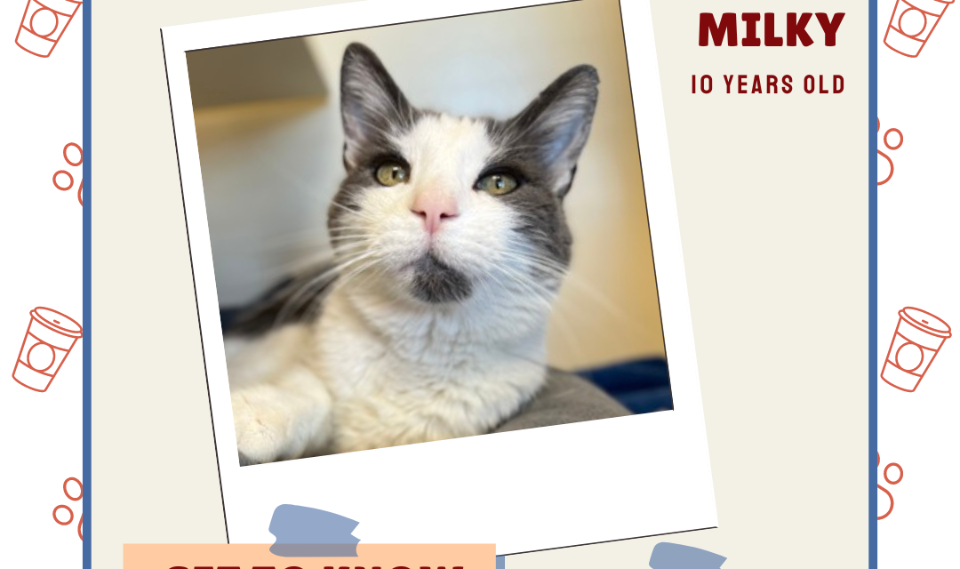 Meet Milky – Heart of the Rockies Radio Pet of the Week!