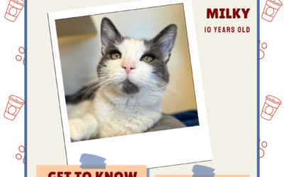 Meet Milky – Heart of the Rockies Radio Pet of the Week!