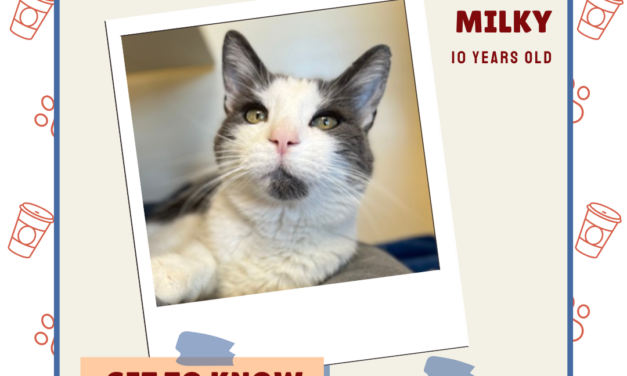 Meet Milky – Heart of the Rockies Radio Pet of the Week!