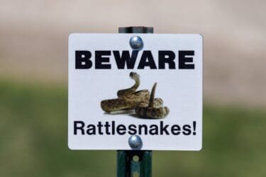 Salida Fire Department Warns Hikers About Rattlesnake Danger in the Area