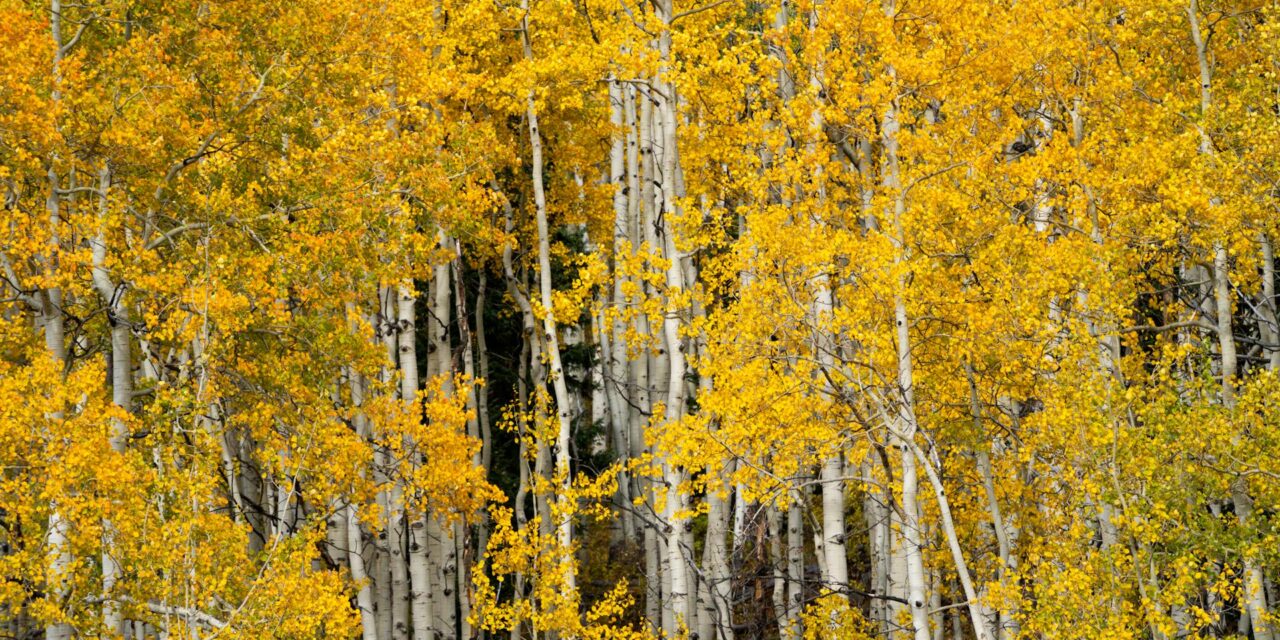 CDOT Urges Drivers to Be Cautious of Increased Traffic During Fall Foliage Season