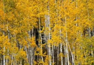 Salida ArtWalk and Guidestone’s Pumpkin Patch Highlight a Big Weekend of Fall Events