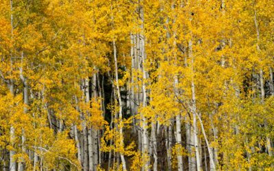 CDOT Urges Drivers to Be Cautious of Increased Traffic During Fall Foliage Season