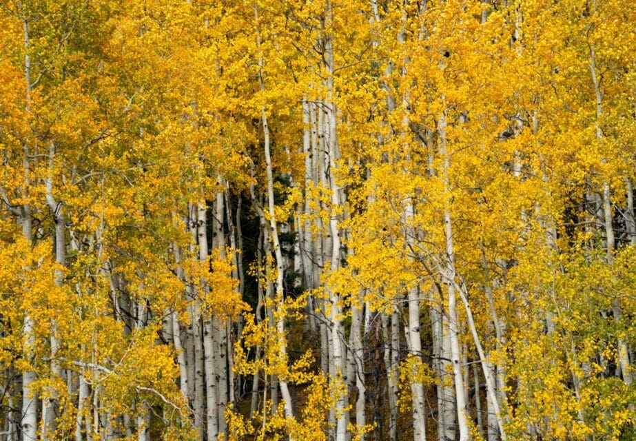 CDOT Urges Drivers to Be Cautious of Increased Traffic During Fall Foliage Season