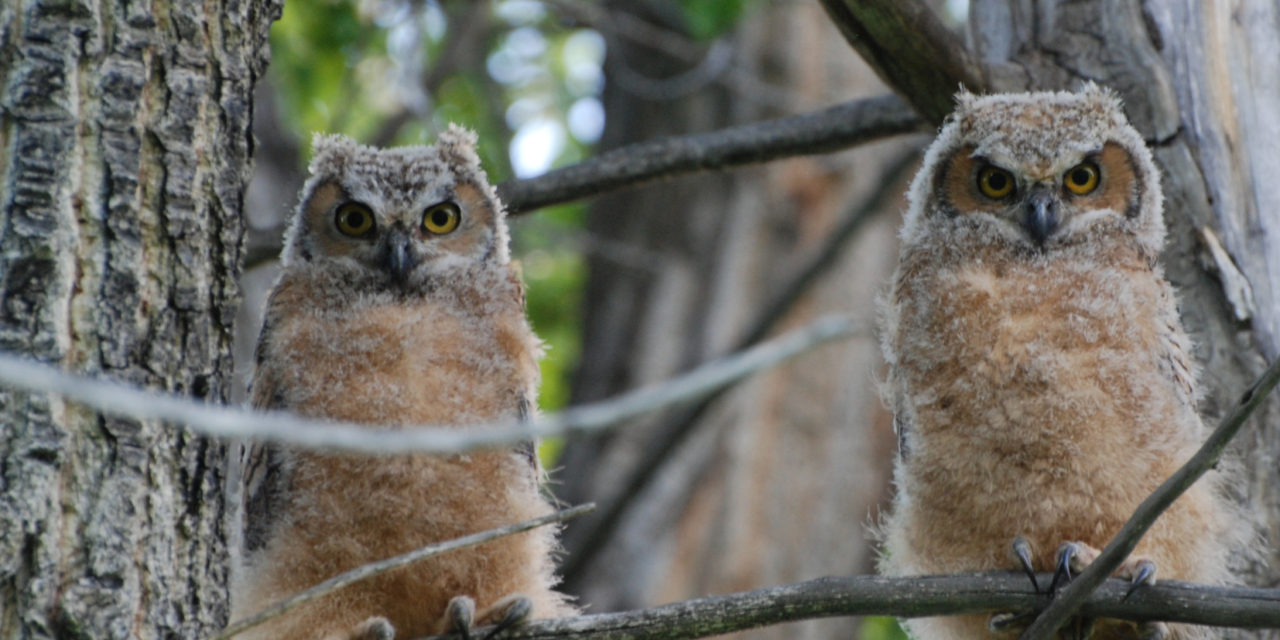 GARNA’s 10th Annual Photo Contest Celebrates Upper Arkansas Valley Ecosystems