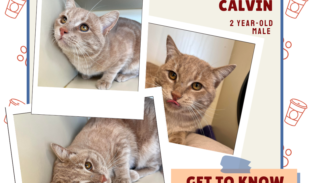 Meet Calvin – Heart of the Rockies Radio Pet of the Week!