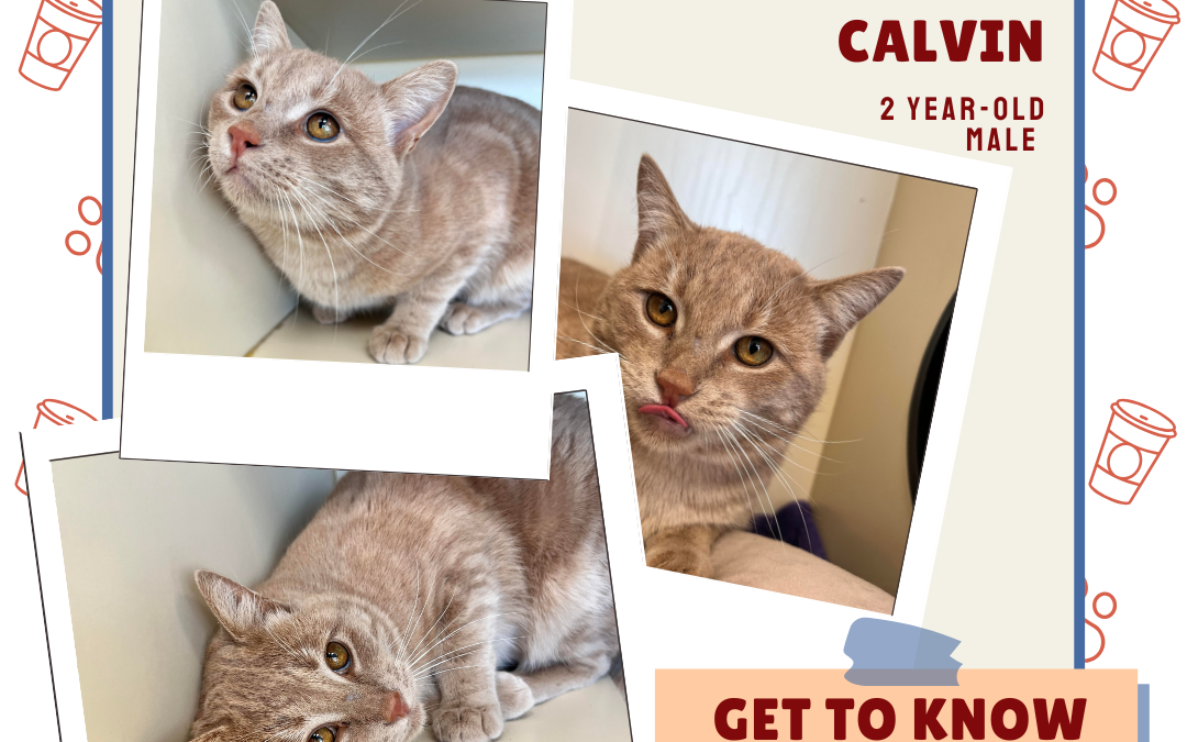 Meet Calvin – Heart of the Rockies Radio Pet of the Week!