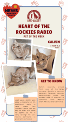 Meet Calvin – Heart of the Rockies Radio Pet of the Week!