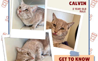 Meet Calvin – Heart of the Rockies Radio Pet of the Week!