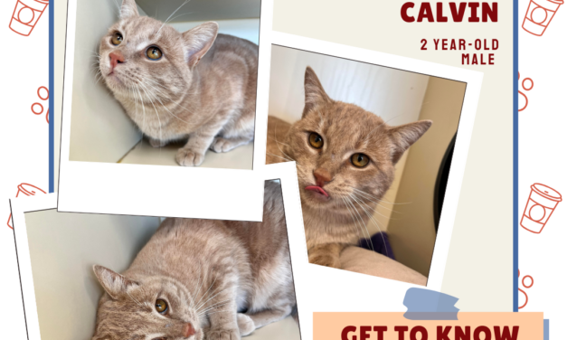 Meet Calvin – Heart of the Rockies Radio Pet of the Week!