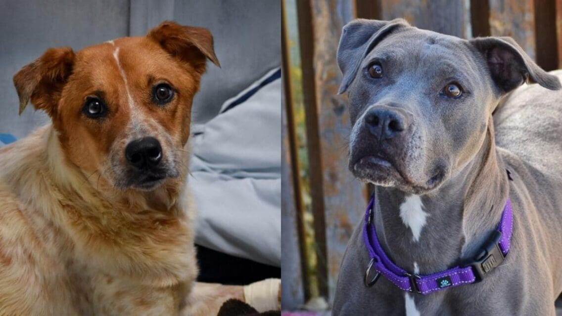 Neo and Honey need help!