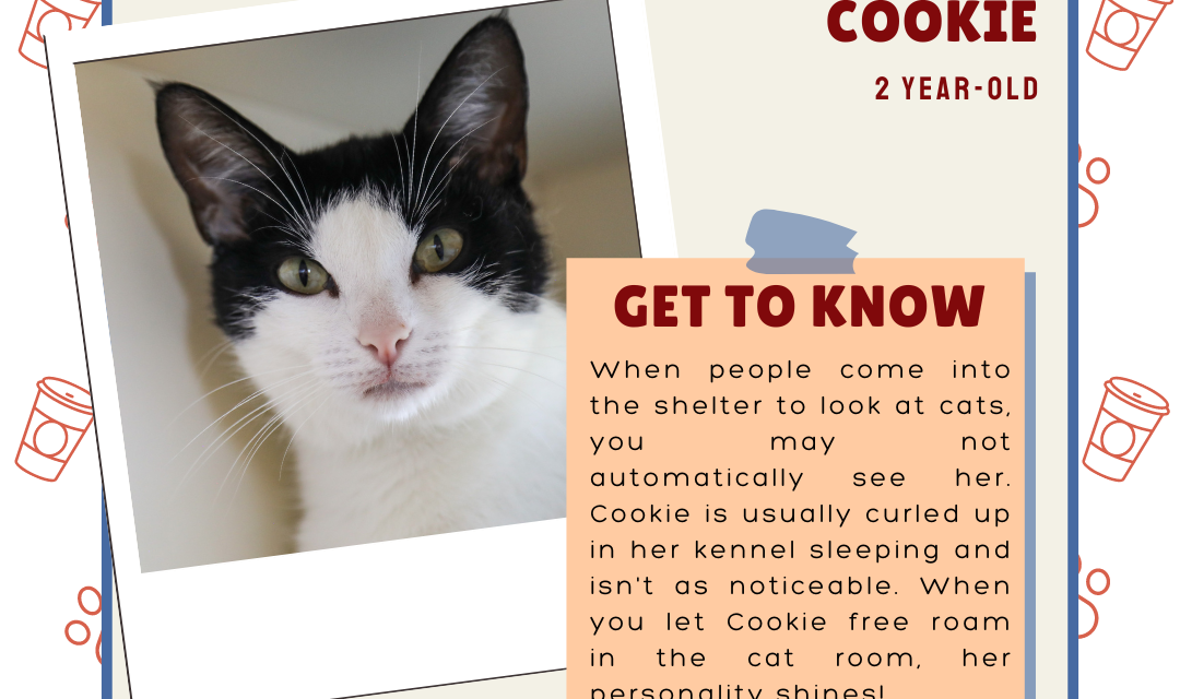 Meet Cookie – Heart of the Rockies Radio Pet of the Week!