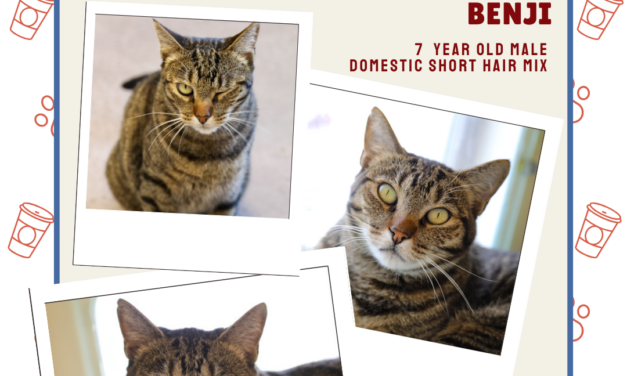 Meet Benji – Heart of the Rockies Radio Pet of the Week