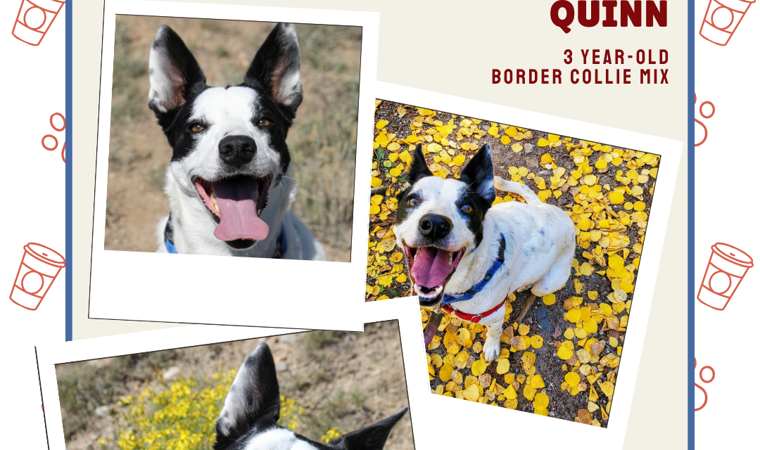 Meet Quinn – Heart of the Rockies Radio Pet of the Week