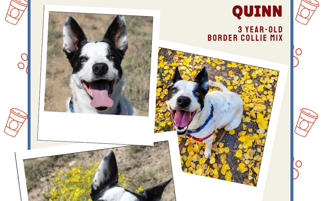 Meet Quinn – Heart of the Rockies Radio Pet of the Week