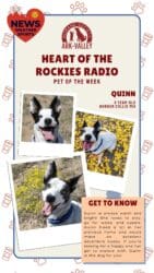 Meet Quinn – Heart of the Rockies Radio Pet of the Week