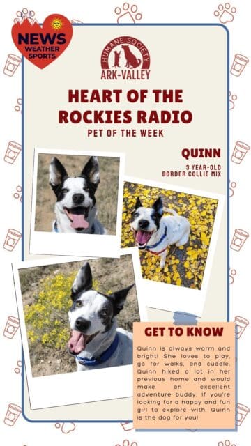 Meet Quinn – Heart of the Rockies Radio Pet of the Week