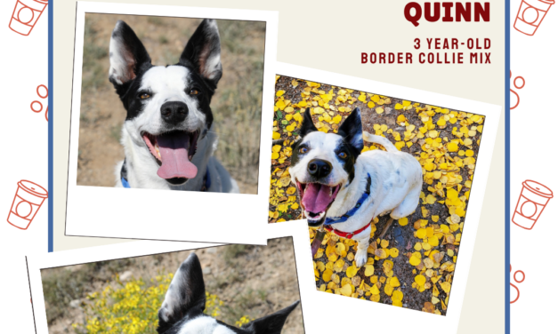 Meet Quinn – Heart of the Rockies Radio Pet of the Week